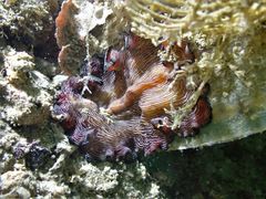 Pseudobiceros fulgor