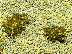 Colobanthus brevisepalus