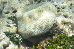 Leptoria phrygia