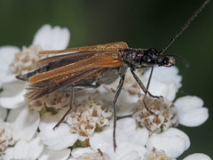 Oedemera femorata