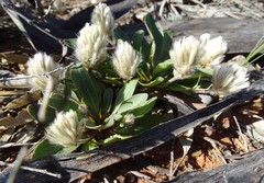 Ptilotus seminudus