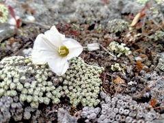 Convolvulus verecundus