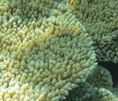 Acropora hyacinthus