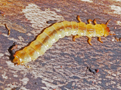 Cucujus cinnaberinus