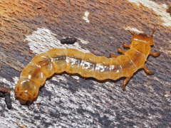 Cucujus cinnaberinus