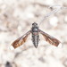 Go-striped Beefly - Photo (c) Reiner Richter, some rights reserved (CC BY-NC-SA), uploaded by Reiner Richter