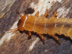 Cucujus cinnaberinus