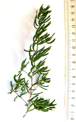 Asparagus crassicladus