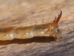 Cucujus cinnaberinus