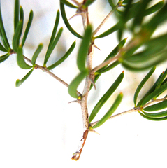 Asparagus crassicladus