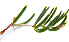 Asparagus crassicladus