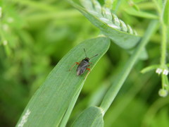Capsus