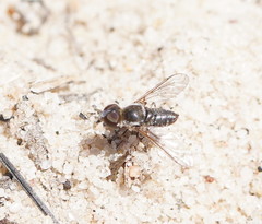 Lomatiinae