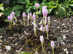 Colchicum speciosum