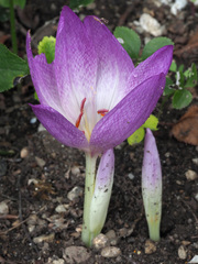 Colchicum speciosum
