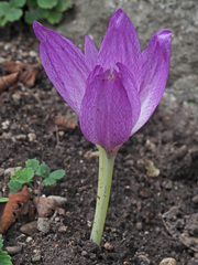 Colchicum speciosum