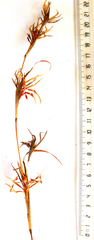 Cymbopogon pospischilii