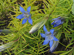 Gentiana paradoxa