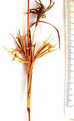 Cymbopogon pospischilii