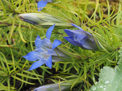 Gentiana paradoxa