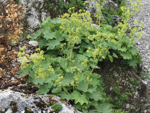 Round-leaved Lady's-mantle (Alchemilla epipsila)