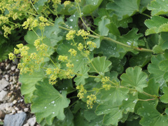 Alchemilla epipsila