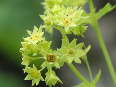 Alchemilla epipsila