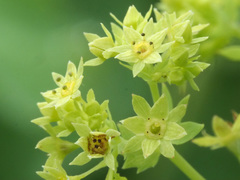 Alchemilla epipsila