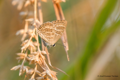 Jamides celeno celeno