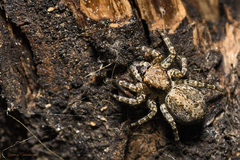 Saitis variegatus