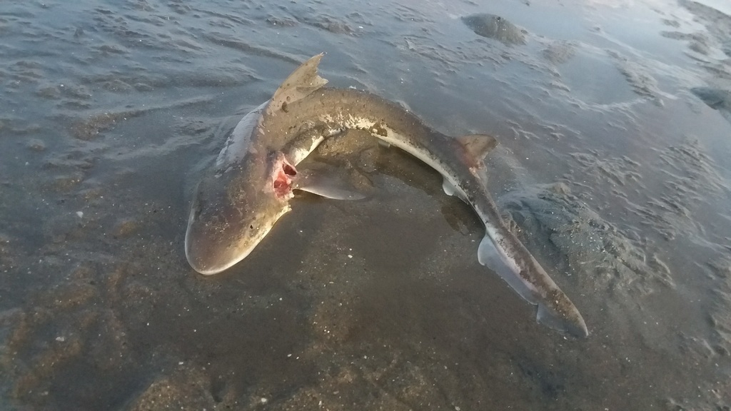 Gray Smoothhound
