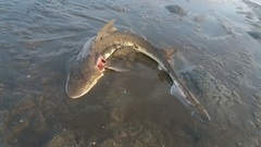 Mustelus californicus