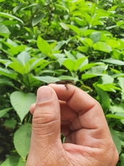 Anolis bahorucoensis