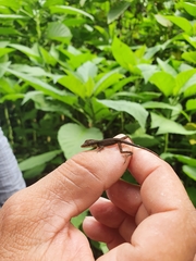 Anolis bahorucoensis