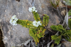 Veronica canterburiensis