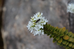 Veronica canterburiensis