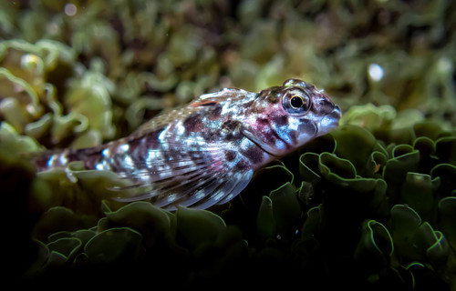 Eastern jumping blenny (Lepidoblennius haplodactylus) — Tripterygiidae
