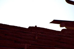 Phoenicurus ochruros