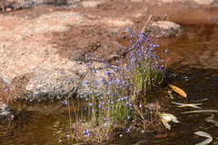 Utricularia babui