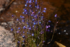Utricularia babui