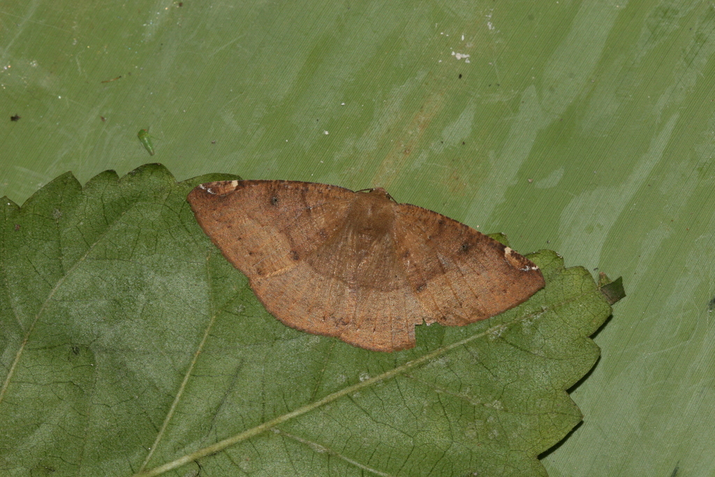 Herbita aglausaria