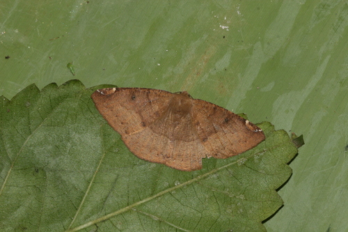 Herbita aglausaria