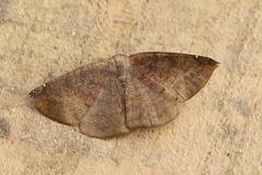 Herbita aglausaria