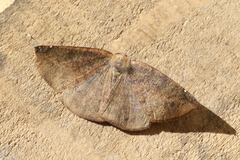 Herbita aglausaria
