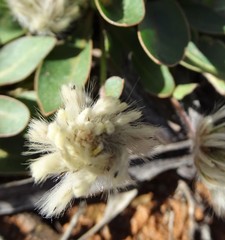 Ptilotus seminudus