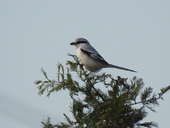 Lanius sphenocercus