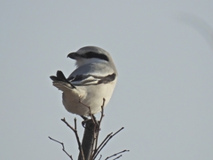 Lanius sphenocercus