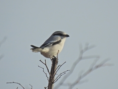 Lanius sphenocercus