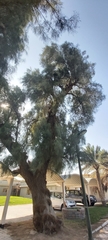 Tamarix aphylla