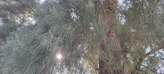 Tamarix aphylla